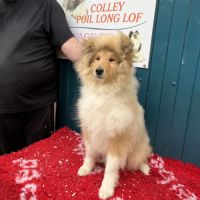 Chiot femelle poil long (lassie) #2