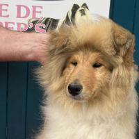 Chiot femelle poil long (lassie) #3
