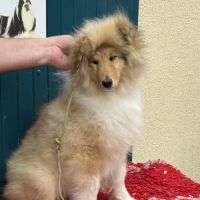 Chiot femelle poil long (lassie) #5