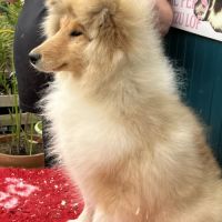 Chiot femelle poil long (lassie) #6
