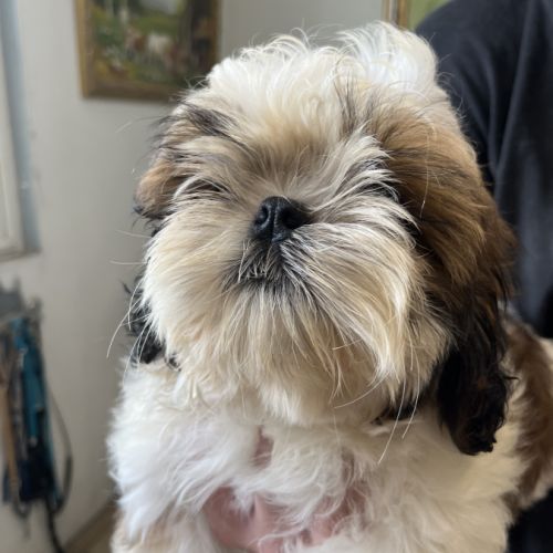 Magnifiques chiots  mâles  shih tzu #0