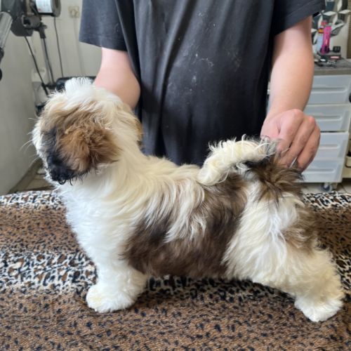 Magnifiques chiots  mâles  shih tzu #3