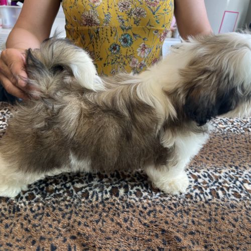 Magnifiques chiots  mâles  shih tzu #6