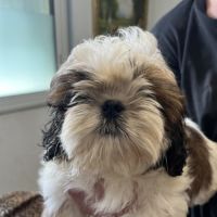 Magnifiques chiots  mâles  shih tzu #1