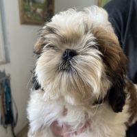 Magnifiques chiots  mâles  shih tzu