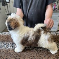 Magnifiques chiots  mâles  shih tzu #3