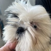 Magnifiques chiots  mâles  shih tzu #4