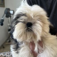 Magnifiques chiots  mâles  shih tzu #5
