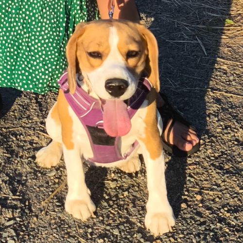 Beagle a donner contre bon soin #0