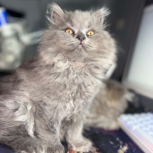 Chaton persan #1