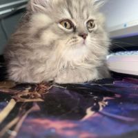 Chaton persan #2