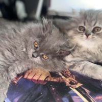 Chaton persan #0
