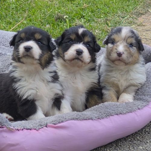 Bergers australiens merle et black tricolore #0