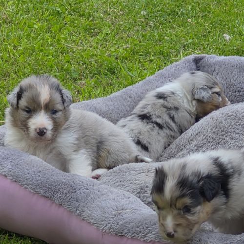 Bergers australiens merle et black tricolore #2