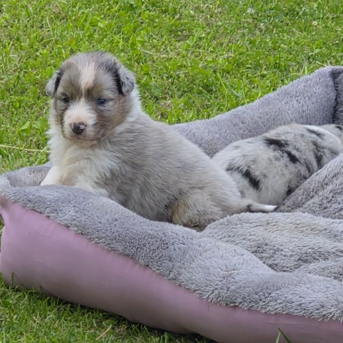 Bergers australiens merle et black tricolore #3