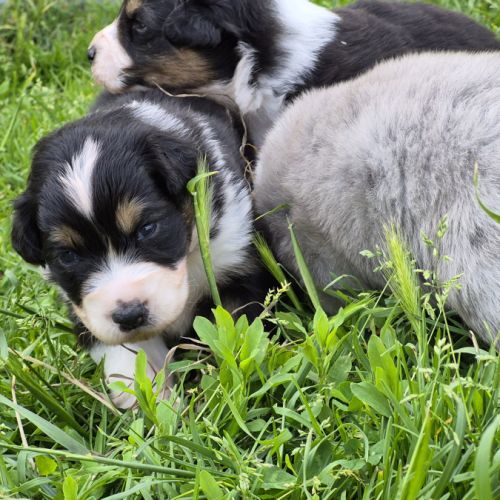 Bergers australiens merle et black tricolore #4
