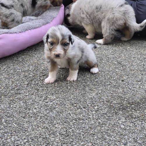 Bergers australiens merle et black tricolore #6