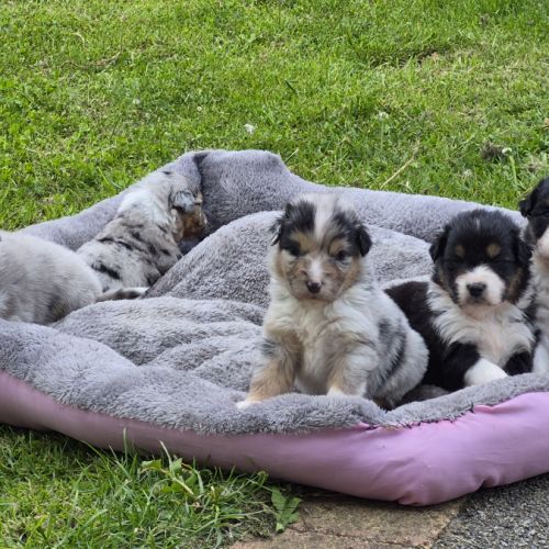 Bergers australiens merle et black tricolore #8