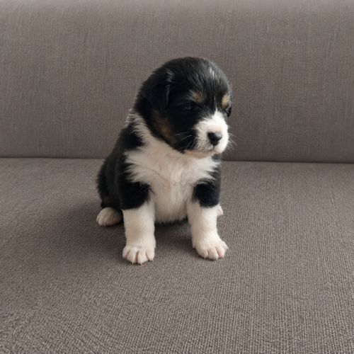 Bergers australiens merle et black tricolore #9