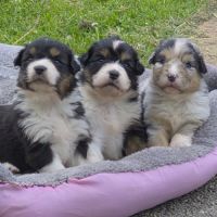 Bergers australiens merle et black tricolore