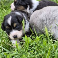 Bergers australiens merle et black tricolore #4