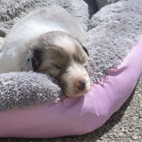 Bergers australiens merle et black tricolore #5