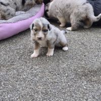 Bergers australiens merle et black tricolore #6