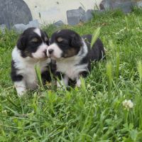Bergers australiens merle et black tricolore #7