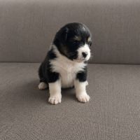 Bergers australiens merle et black tricolore #9