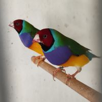 Gould male