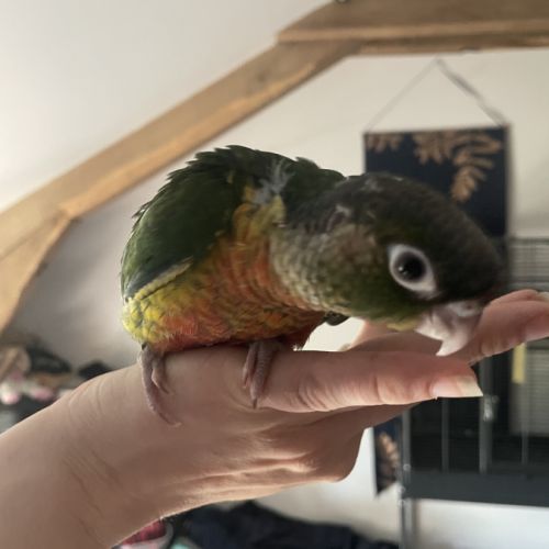 Conure de molinae man #1