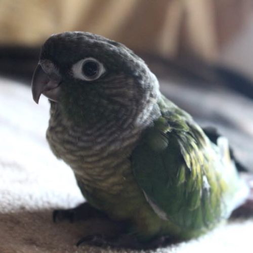 Conure de molinae man #0