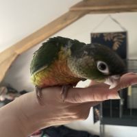 Conure de molinae man #1