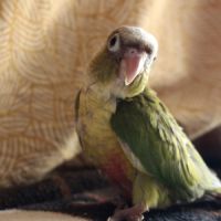 Conure de molinae man #3