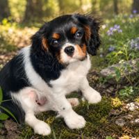 Cavalier king charles male #3
