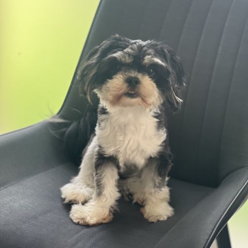 Lhassa apso chienne 3 ans #1