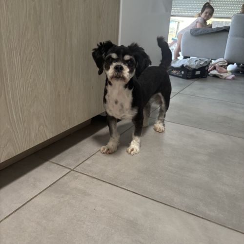 Lhassa apso chienne 3 ans #0