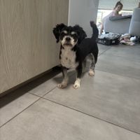 Lhassa apso chienne 3 ans