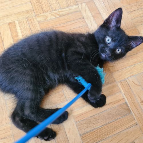 Broadway - adorable chaton #1