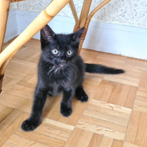 Broadway - adorable chaton