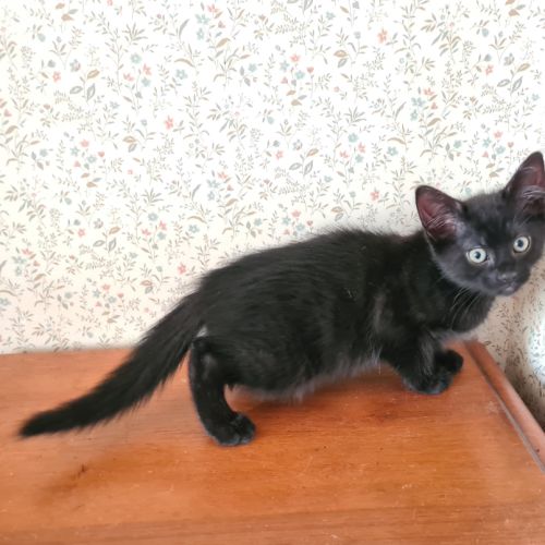 Broadway - adorable chaton #5