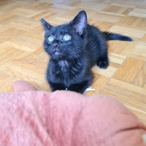 Broadway - adorable chaton #6