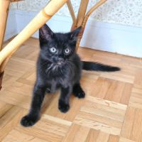Broadway - adorable chaton #0