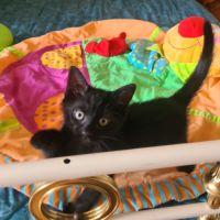 Broadway - adorable chaton #3