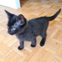 Broadway - adorable chaton #4