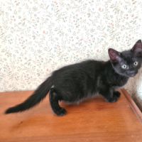 Broadway - adorable chaton #5
