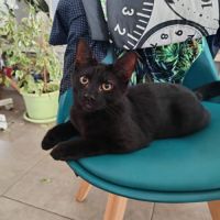 Broadway - adorable chaton