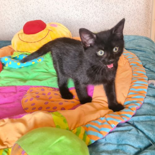 Brooklin - adorable chaton #2