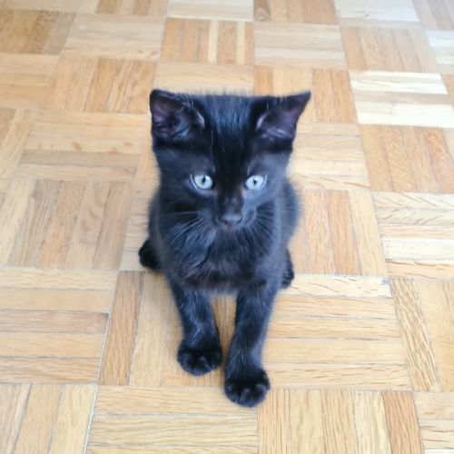 Brooklin - adorable chaton #3