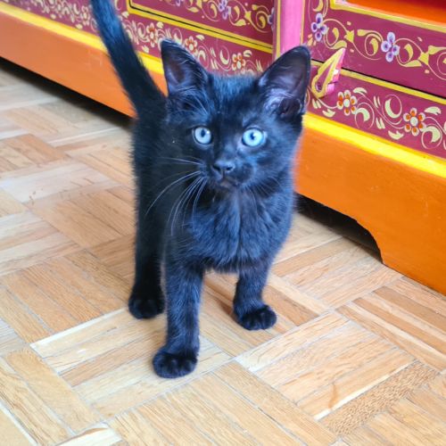 Brooklin - adorable chaton